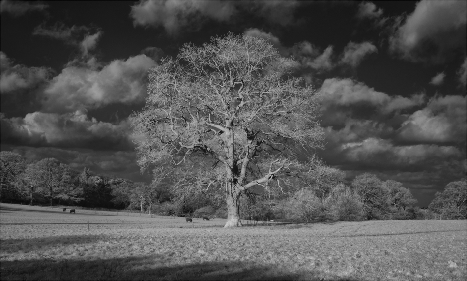 Captured at Hatchlands Park on 10 Dec2025 by Richard Milton-Worssell